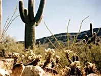 Arizona